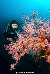 Diver and sea fan by Erich Reboucas 